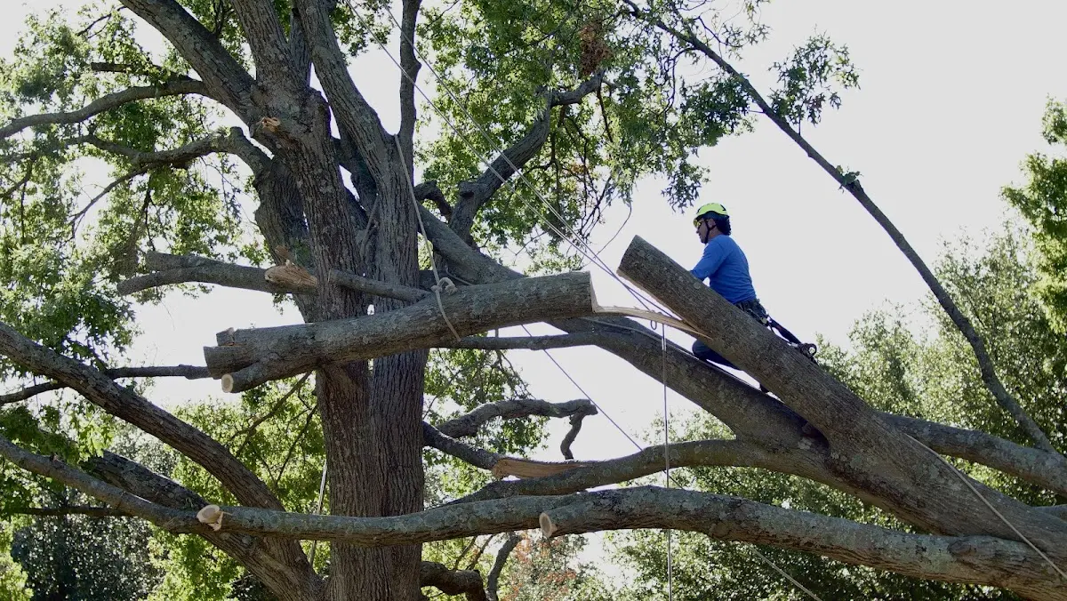 Professional Crown Thinning performed by certified arborists in Sheffield Lake