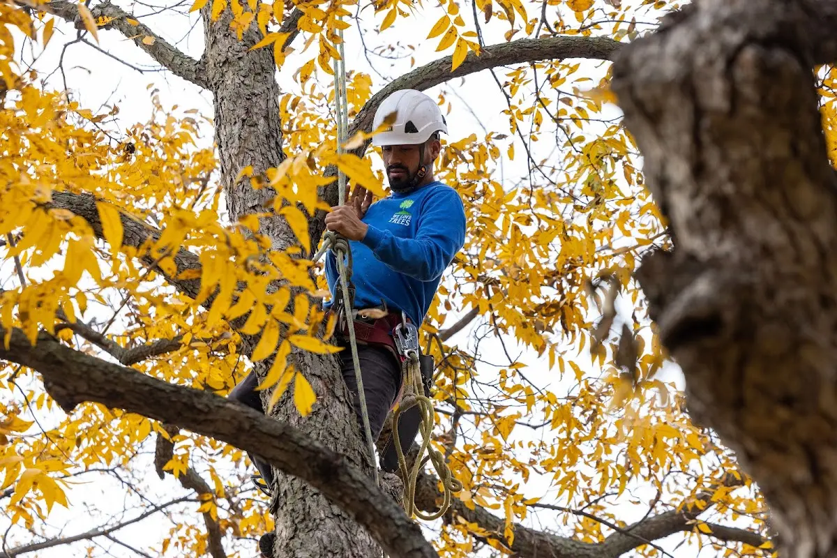 Skilled Tree Planing crew working in Sheffield Lake